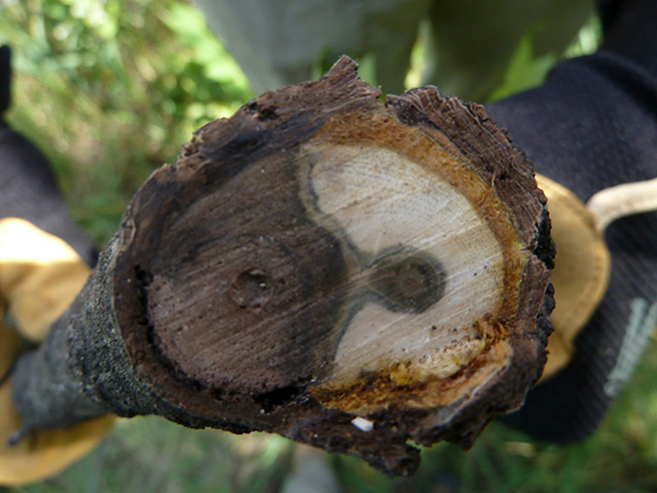 Thousnad Cankers Disease on Black Walnut