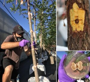 Left: Black walnut (Juglans nigra); Top Right: Geosmithia morbida inoculations/transcriptome experiment; Bottom Right: Geosmithia morbida pure culture