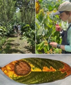 Top Left: Agroforestry system in Belize, BFREE (Belize Foundation for Research & Environmental Education). Top Right: Student assisting with pollinator collection. Bottom: Disease symptoms on a Criollo cacao leaf. 